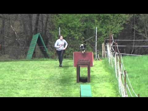 2016 04 17 THS Höcherberg Nina u Luna Hindernisbahn 1