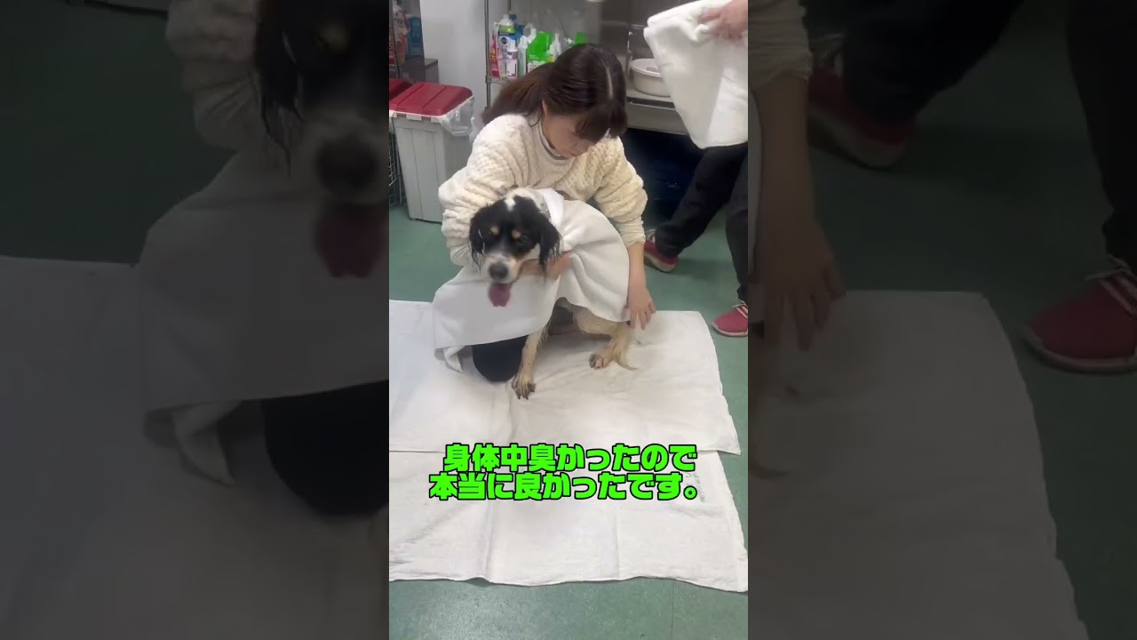 【ペット里親会通信】12年ぶりの自由＜後編＞