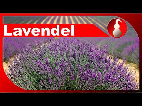 Lavendel ernten und verarbeiten - ätherisches Öl selber machen - diSTILLed