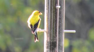 Bird Feeder Out Front - YELLOW FINCH