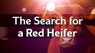 Jeanne Nigro on the Red Heifer