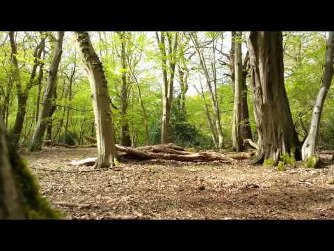 Broxbourne woods with Bloomers and Martin