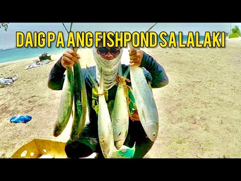 Daig pa ang fishpond sa laki ng mga bangus dito | milkfish 🍞 mabisang pamain