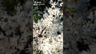 Download lagu Bungaku Hilang by Pay mp3 Download lagu Bungaku Hilang by Pay mp3