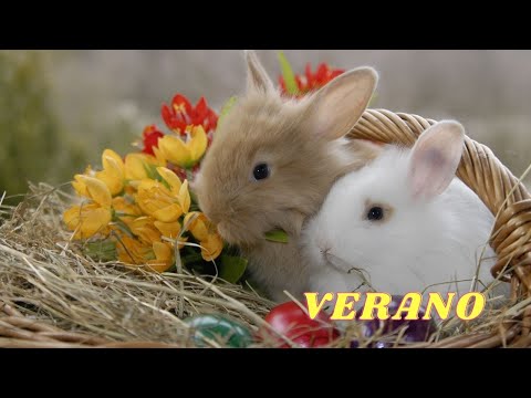 , title : 'CONEJOS 🐰 - Los Cuidados que Necesita Tu Conejo en Verano ☀'