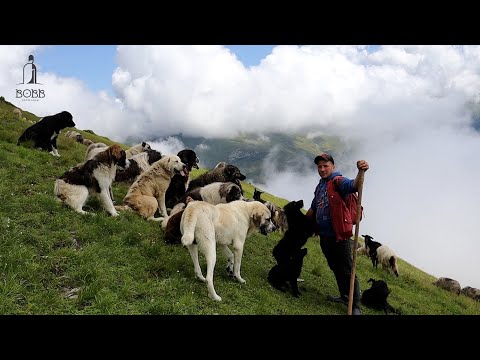 VIDEO CU URȘII ȘI LUPUL CARE AU ATACAT OILE DE LA STÂNA LUI STEFAN CIUNTEREI - MUNȚII RODNEI 2023