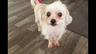 Video preview image #1 Maltese-Unknown Mix Puppy For Sale in Holly Springs, NC, USA