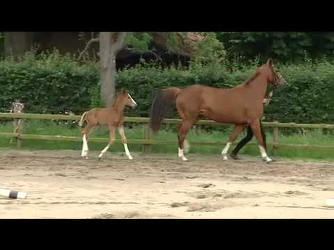 Heinrich Clüver Stanley