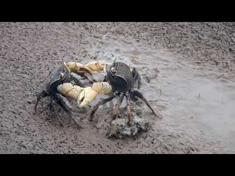 Roebuck Plains to Roebuck Bay