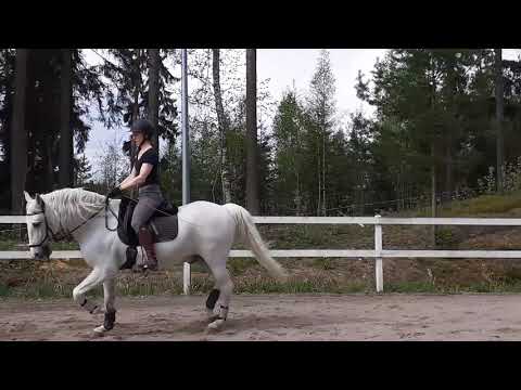 Keventäminen ravissa +tavallisimmat virheet (osa 2)(ratsastajan istunta)