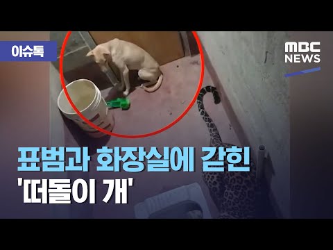 표범과 화장실에 갇힌 '떠돌이 개'