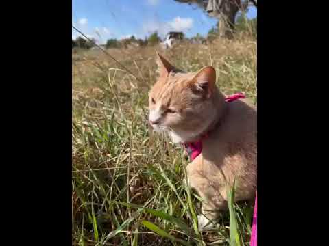our cat munching the grass