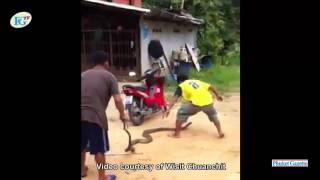 preview picture of video 'Huge king cobra terrorizes Phuket villagers'