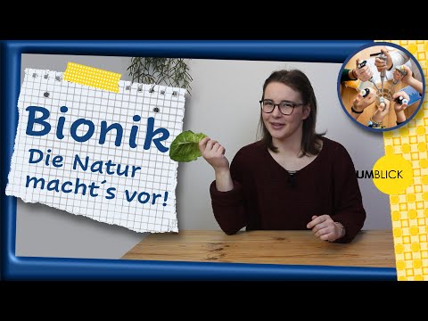 Bionik - Die Natur macht's vor! + DIY Experimente