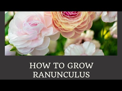How to Grow Ranunculus (Part 1)