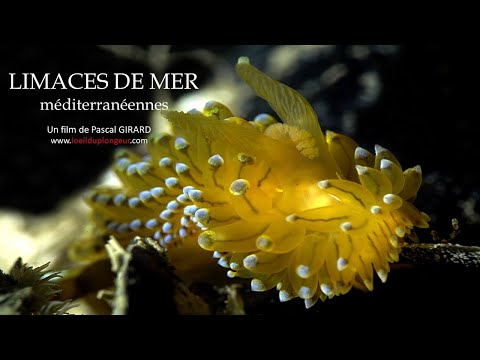 Limaces de mer méditerranéennes (nouvelle version enrichie - 4 K)