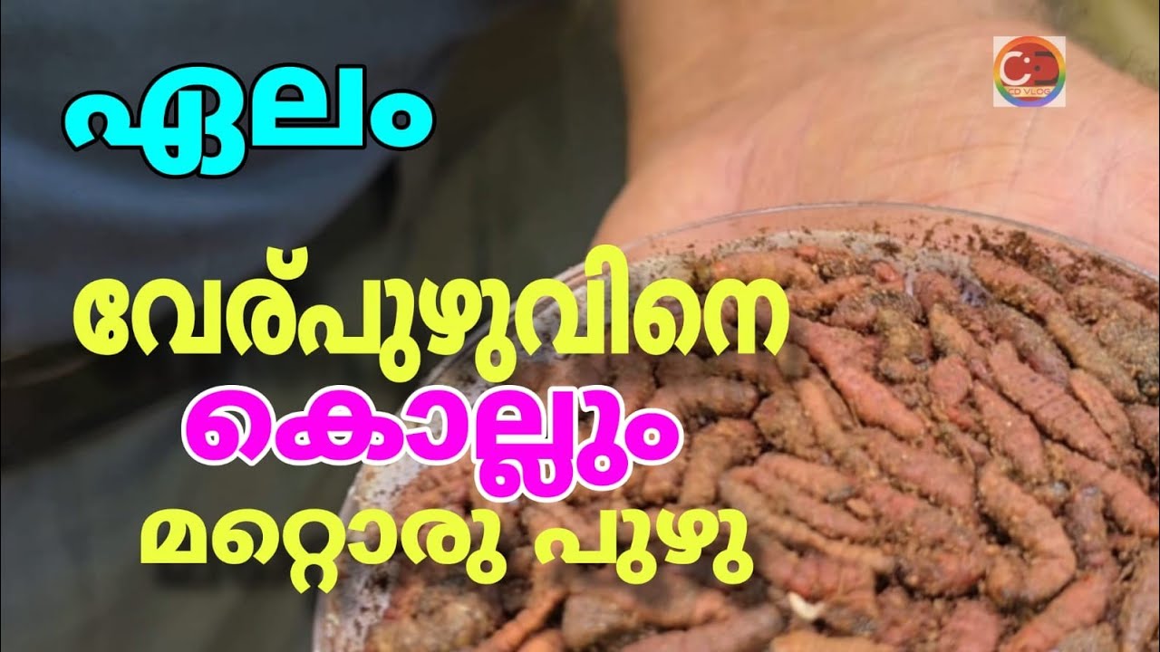 ഇതാ കടാവർ I ഇനി വേരുപുഴുവിനെ 100% നശിപ്പിക്കാം I ഏലച്ചെടിയെ രക്ഷിക്കാം ഇതാ പുതിയ കണ്ടുപിടുത്തം | Here is the Kadavar. Now we can destroy the rootworm 100% and save the cardamom plant. Here is the new invention.