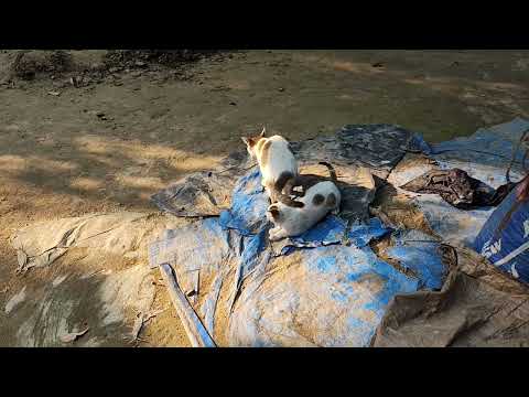 Cat 🐈 😻 🐈‍⬛️ 😺 #cat #cat #desicat #playingcat #babycatplay #babycat #cats #catvideos #catlovers 