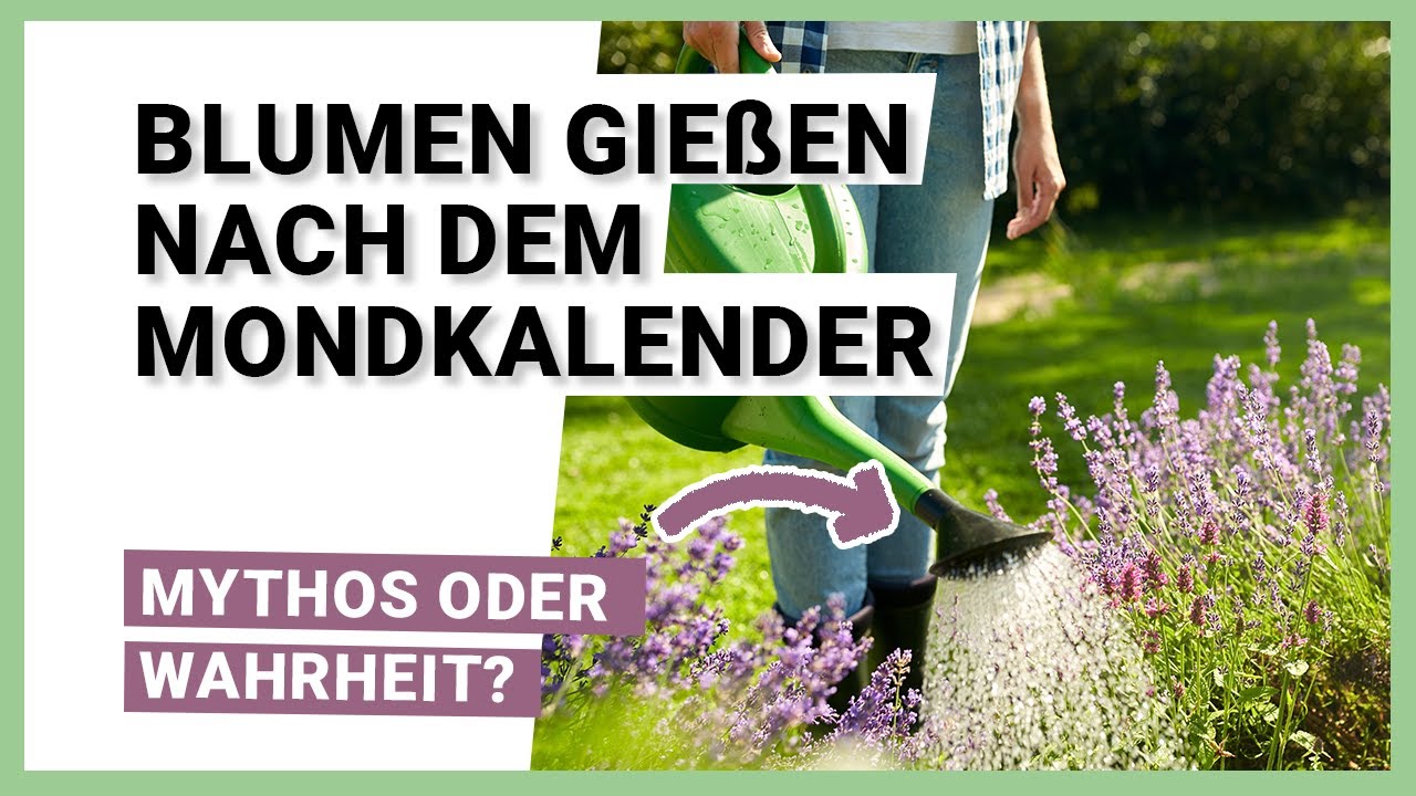 Blumen gießen nach dem Mondkalender - Ist tatsächlich was dran