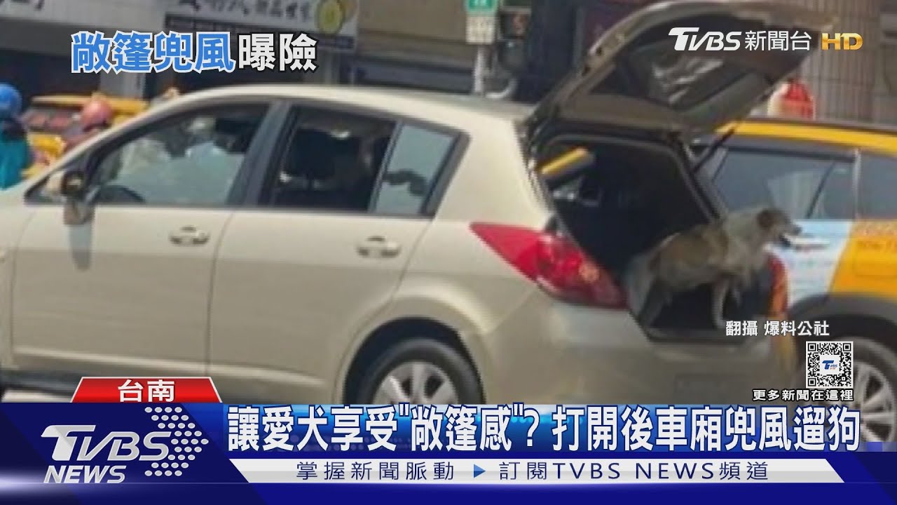 扯!女「打開後車廂」兜風遛狗 不理路人勸告