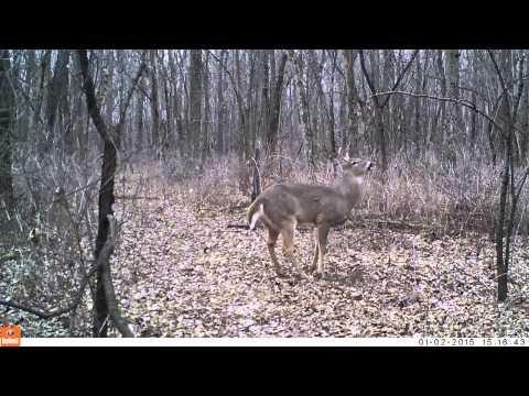 download lagu mp3 mp4 Deer Poop, download lagu Deer Poop gratis, unduh video klip Deer Poop