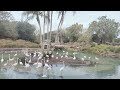 Animal Kingdom Florida Flamingo