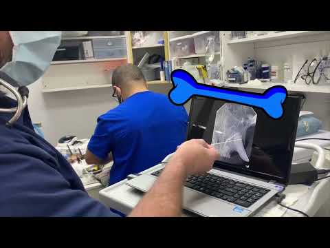 Pete the Cat: Vet Visit