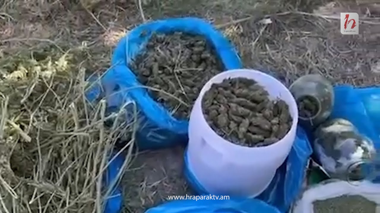 Վաղարշապատի ոստիկանները 16 կգ «պլան» են հայտնաբերել