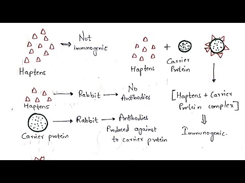 Hypersensitivity Type 1 and Type 2