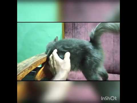 All for sale or exchange. Place Nilambur malappuram dist 📞8592028684