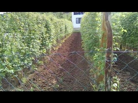 Maline-radovi u maju