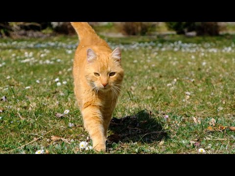 All About Cats: A Complete Guide to Our Feline Friends