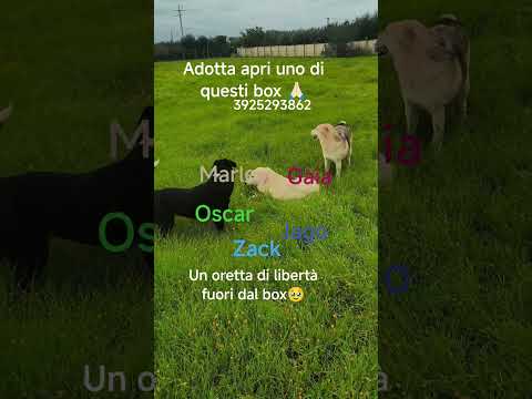 Regalo Sono rimasto solo Aiutami a trovare casa 