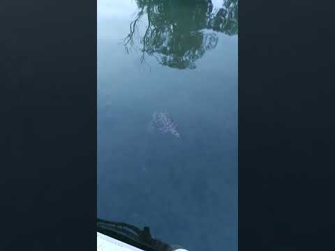 Lago Parque Sarmiento