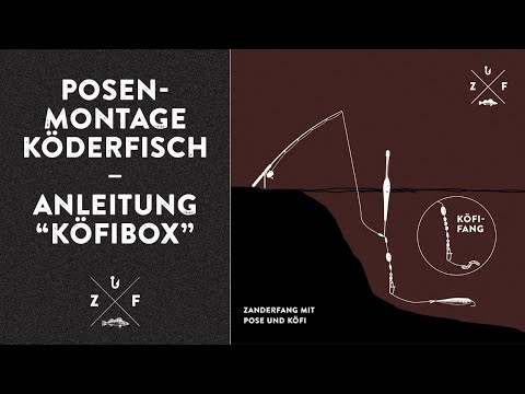 Mit Pose und Köderfisch auf Zander angeln - Montage-Anleitung zur KÖFIBOX von ZANDERFANG