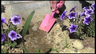 Rose Garden (Lynn Anderson ukulele cover)