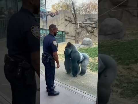 Cop Challenges Gorilla... The Ending is UNEXPECTED! 🤯