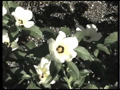 Jose Padilla & Kirsty Keatch - Helios (Bronze Whale Remix)