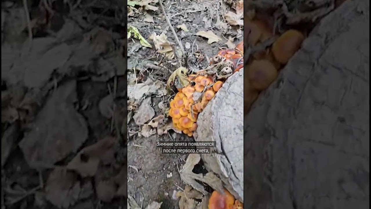 «Стеклянные» грибы нашли в Кыргызстане