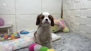 キャバリアの動画01