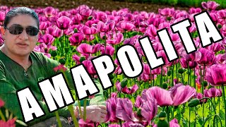 Amapolita Music Video