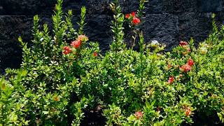 Red and Yellow Asoka Flower Garden at  Brahmavihara Arama Monastery