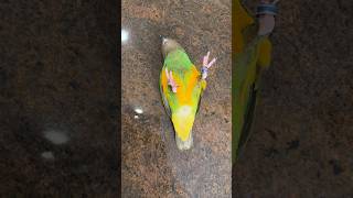 Kili Senegal Parrot Doing Simple Tricks on the Table #birds