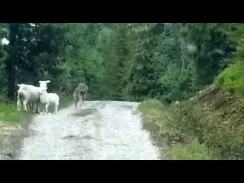 כבשה תוקפת זאב - מדהים!