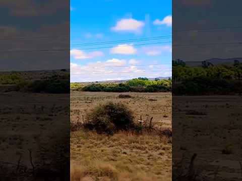 Taninga, Provincia de Córdoba, Argentina.#taninga