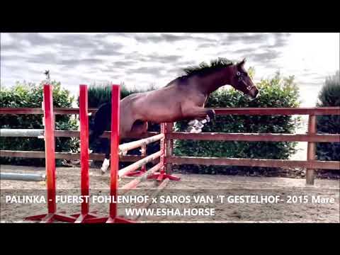 PALINKA - FUERST FOHLENHOF x SAROS VAN 'T GESTELHOF- 2015 Mare