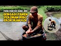 PANEN IKAN KOI PULUHAN RIBU EKOR RAHASIA SUKSES DITENGAH PANDEMI GLOBAL ️ FARM KANG JUKI PART1