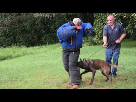Belgiam Malinois  "DJ" Cool Valley K-9