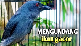 Download lagu srigunting abu abu gacor PANCINGAN PALING PINTAR MENGUNDANG LAWAN mp3 Download lagu srigunting abu abu gacor PANCINGAN PALING PINTAR MENGUNDANG LAWAN mp3
