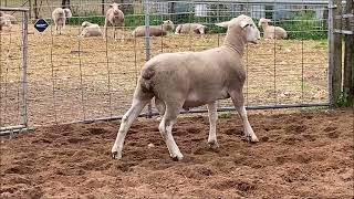 Download lagu Lot 113 mp3